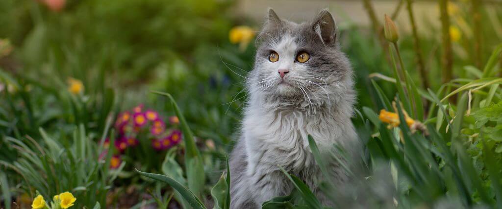 Cat outside in flowers, which could cause allergies in cats