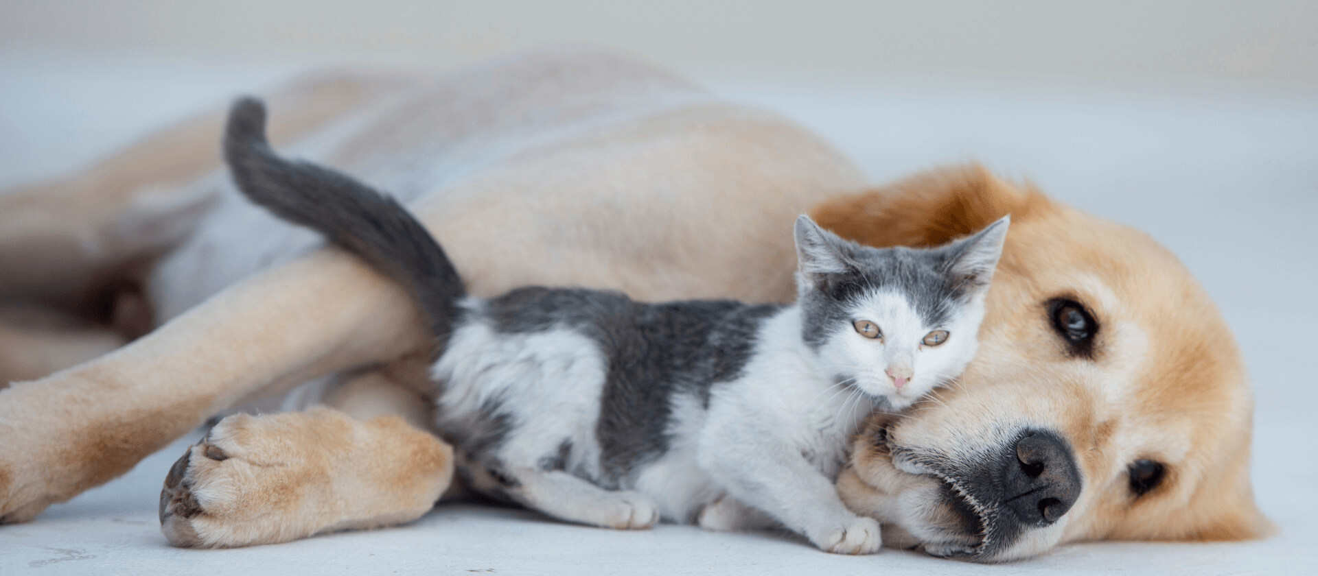 Image of Cat and Dog