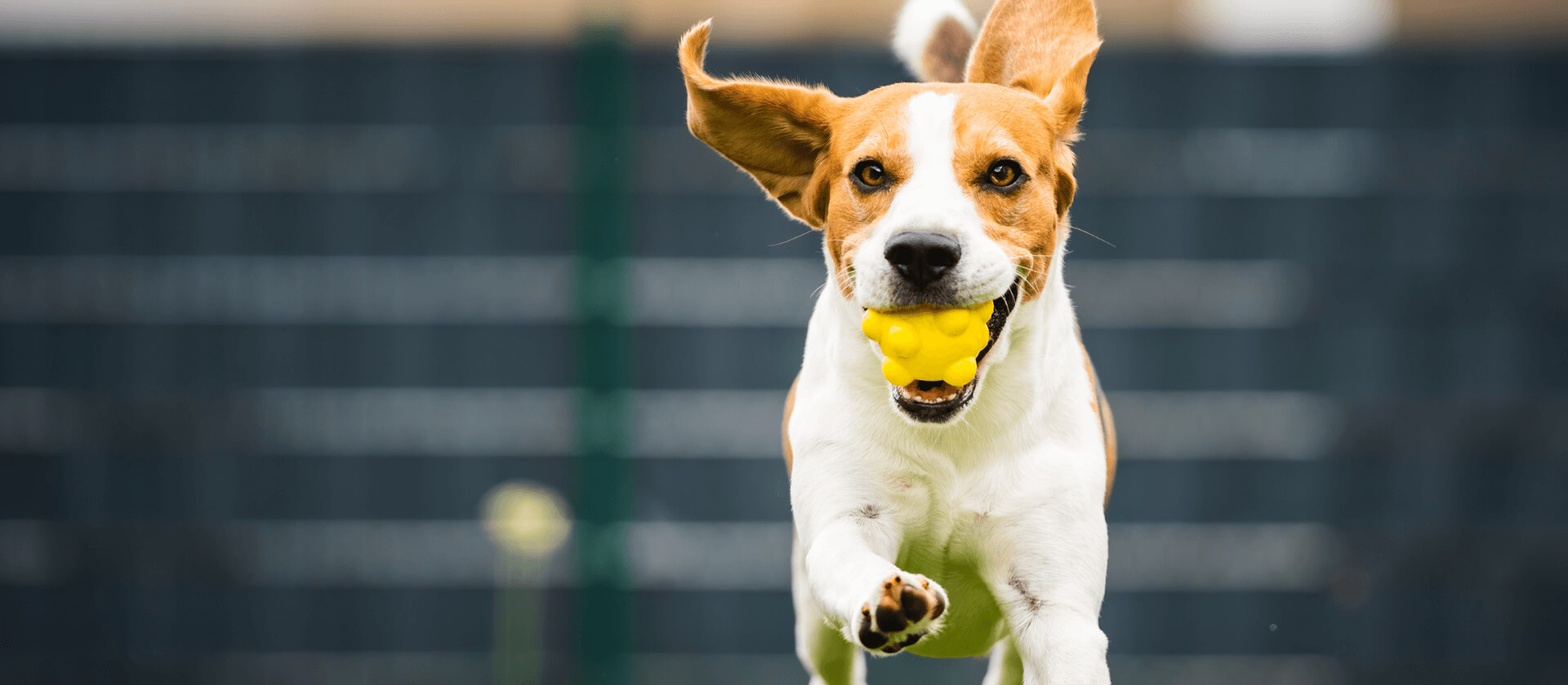 Dog Playing