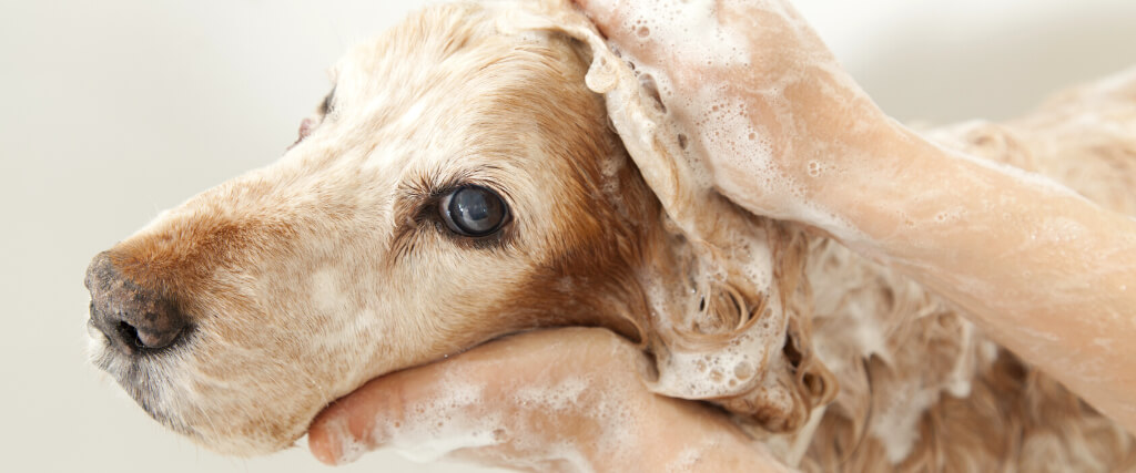 A dog taking a shower with soap and water