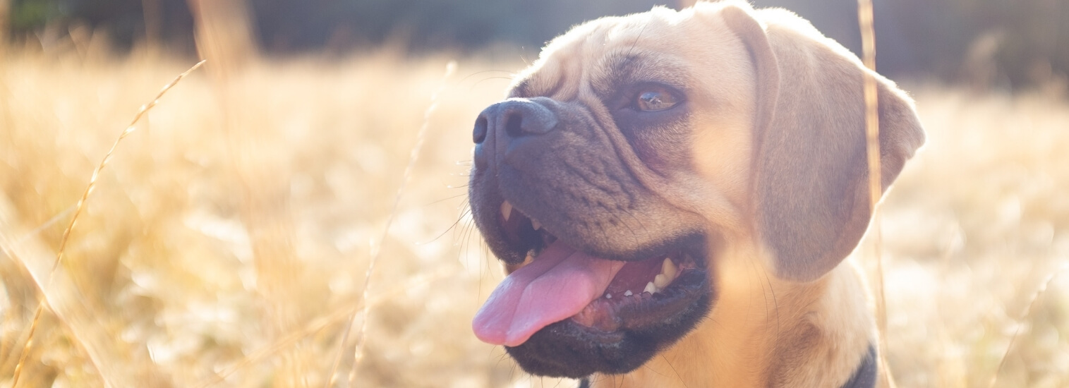 Top rated vet In Belmont, NC