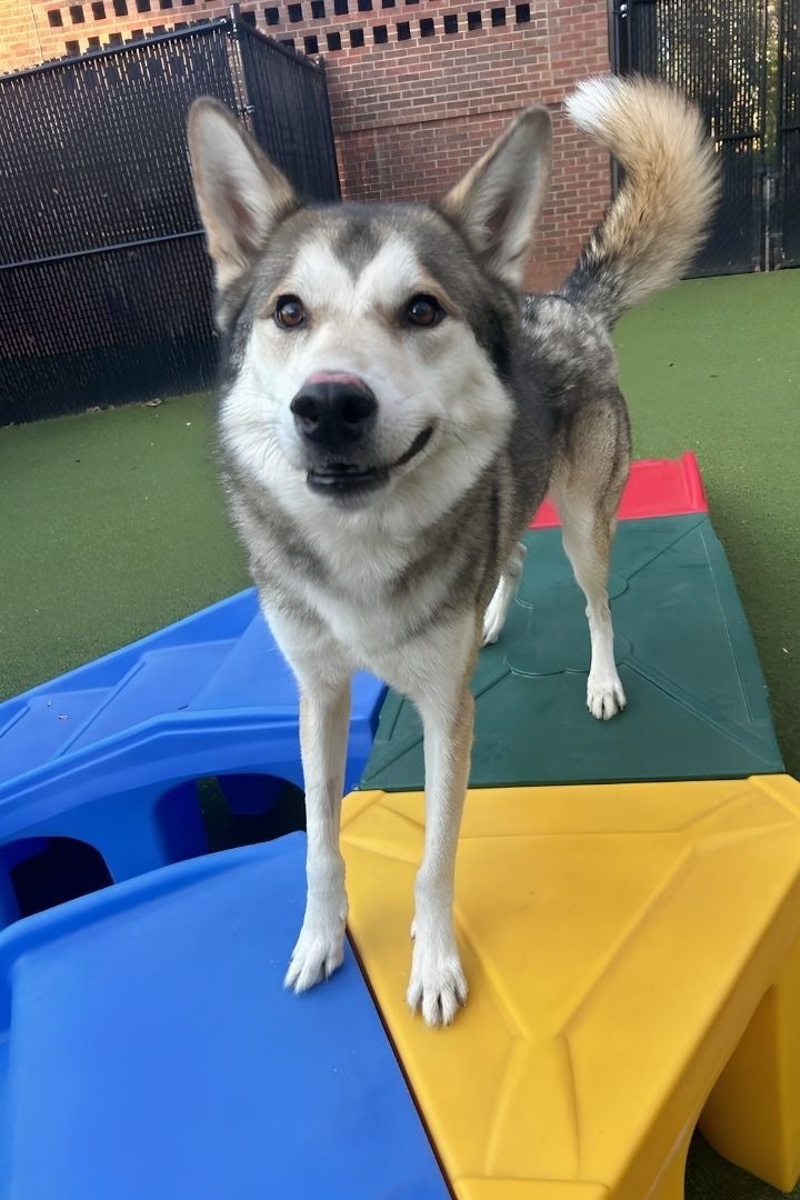 Dog Daycare Belmont