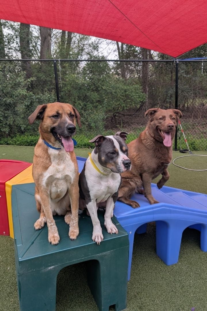 Dog Daycare Belmont