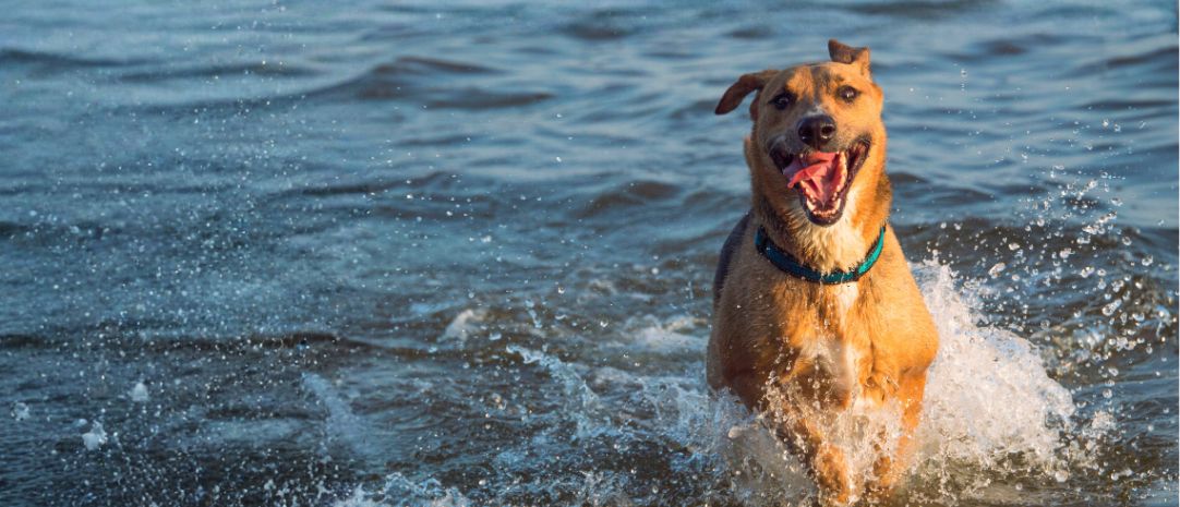 A dog runs in a body of water