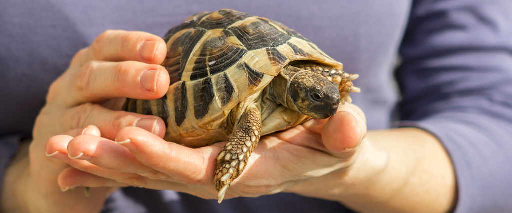 6 Differences Between Turtles and Tortoises