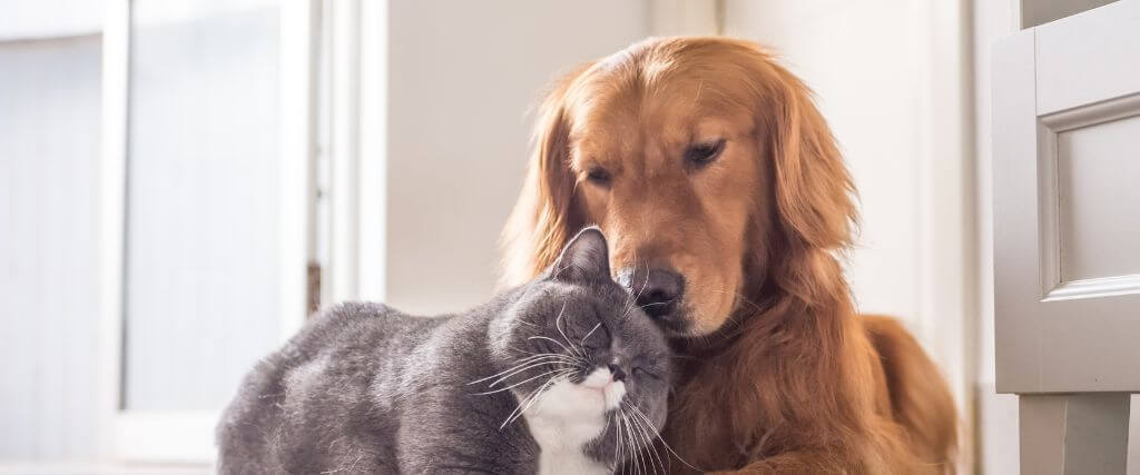 Gray cat snuggling against a Gold Retriever dog