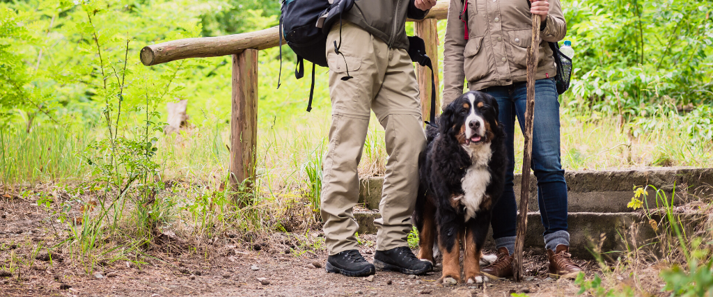 The Best Dog Breeds for Hiking
