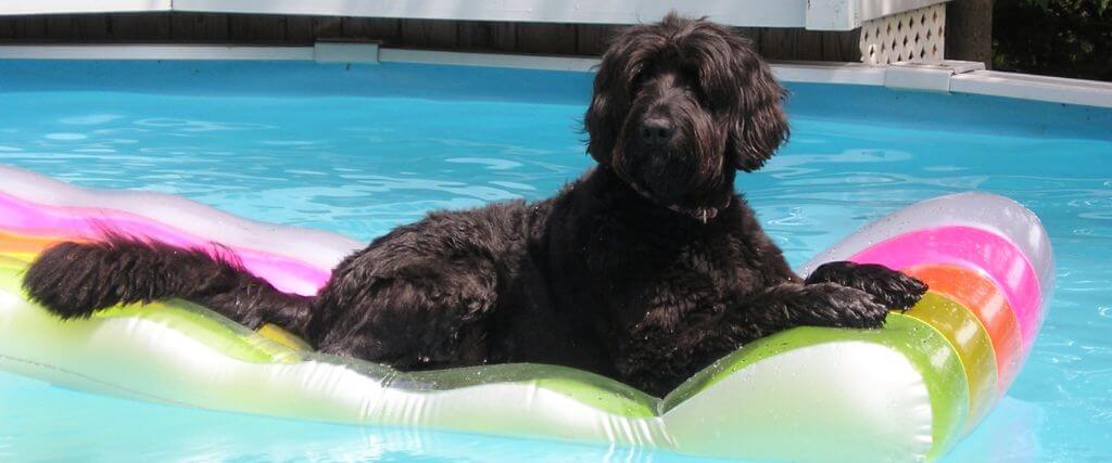 Can Dogs Drink Pool Water? What Pet Owners Should Know