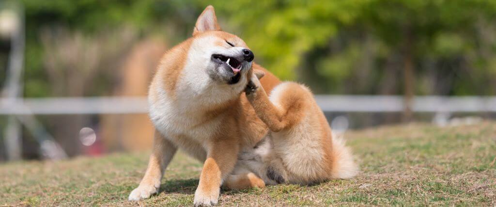 Dog scratching ears