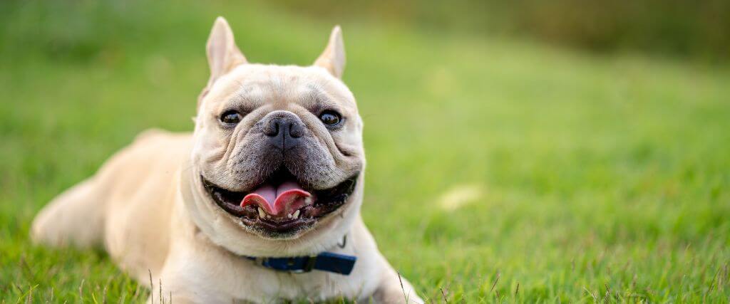 White French Bulldog laying in the grass outside