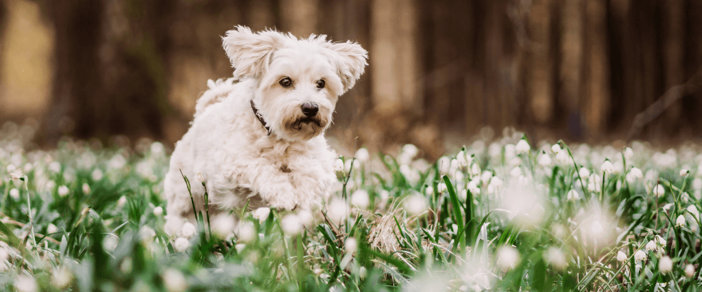 First Day of Spring - Spring Toxins My Dog Needs to Avoid