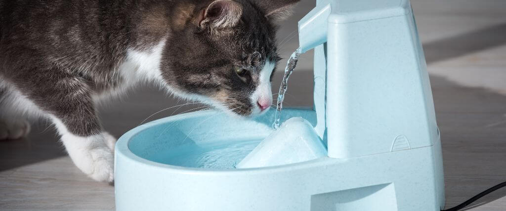 Cat drinking from pet water fountain for proper cat hydration