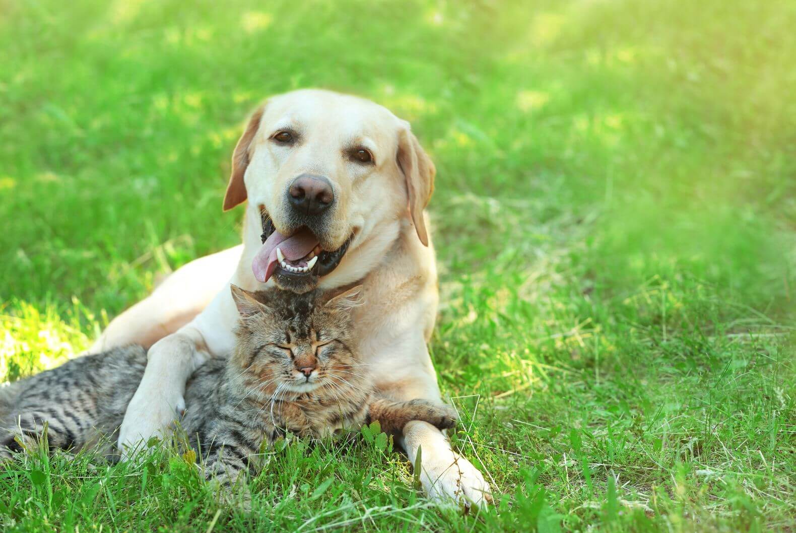 Image of Cat and Dog
