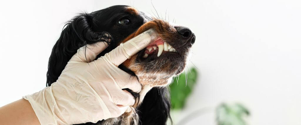 Inside the Canine Tooth: Exploring Endodontic Care for Dogs