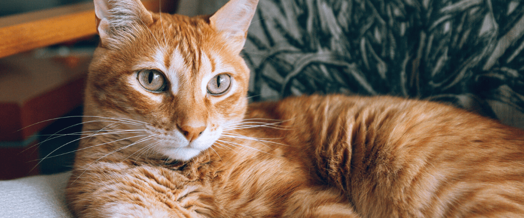 Myths and Facts About the Luck of a Cat