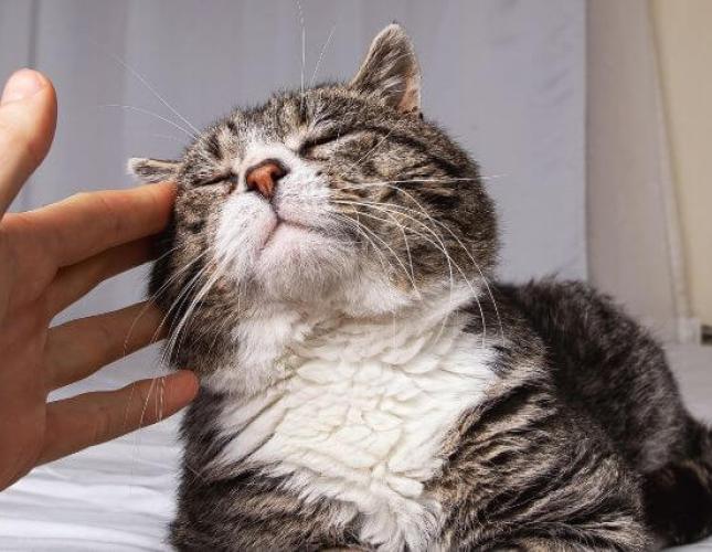 How to Understand and Track Your Cat’s Quality of Life