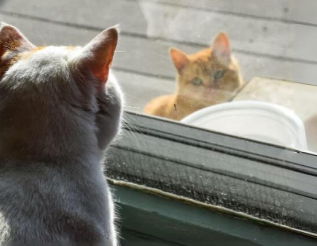 Indoor vs. Outdoor Cats: Health Risks and Benefits