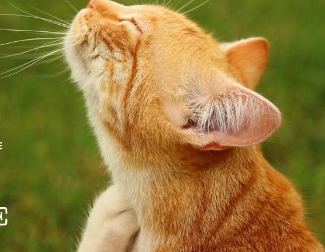 An Integrative Approach to Skin Disease