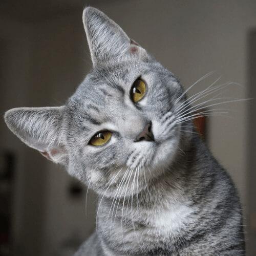 Cat Services Belmont