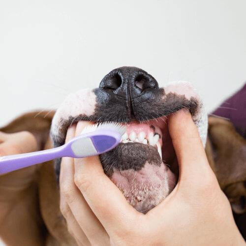 Dental Services Belmont
