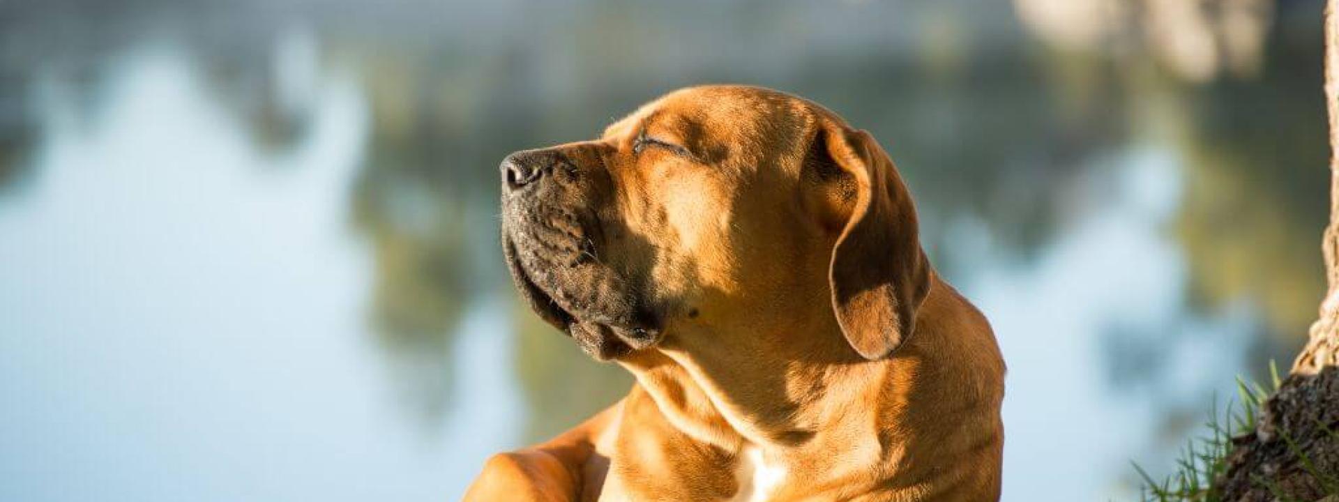 Dog basking in the sun, at risk for dog sunburn