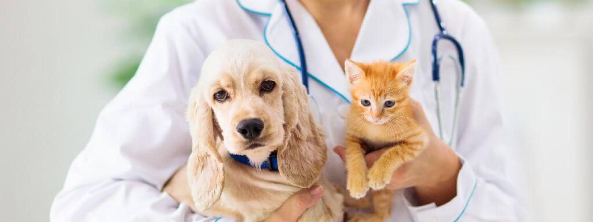 Dog and cat at the vet for pet blood test
