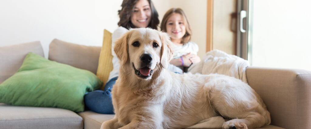Holistic Veterinary Care 101: Why More Pet Owners Are Choosing Natural Pet Care Approaches