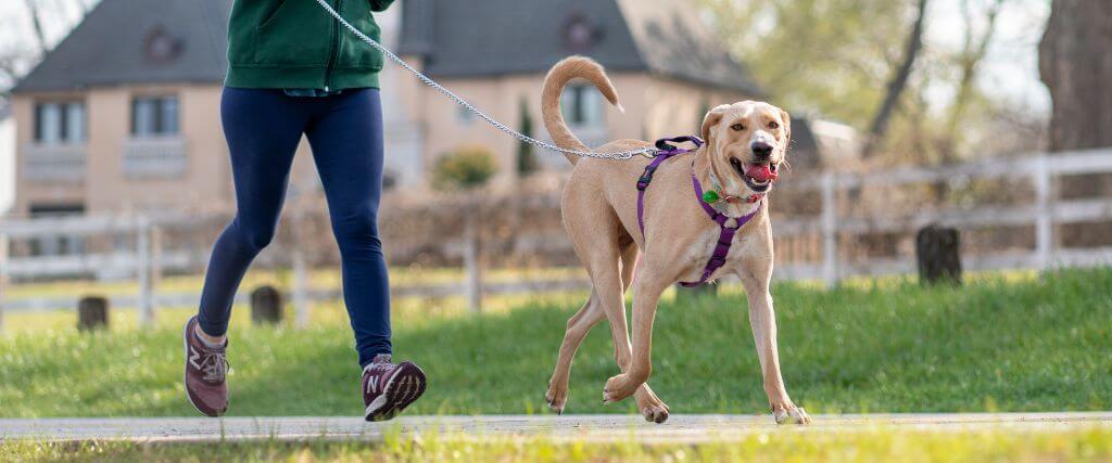 Walks Are More Than Just for Wags: The 5 Benefits of Walking Your Dog