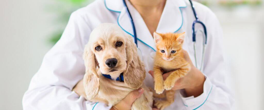 Why An Annual Pet Blood Test Can Be a Lifesaver (And What It Detects)