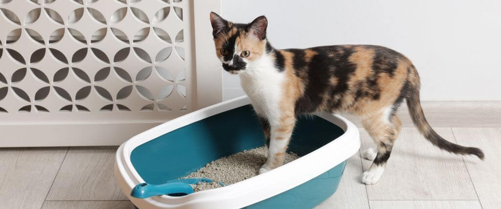 Cat entering litter box