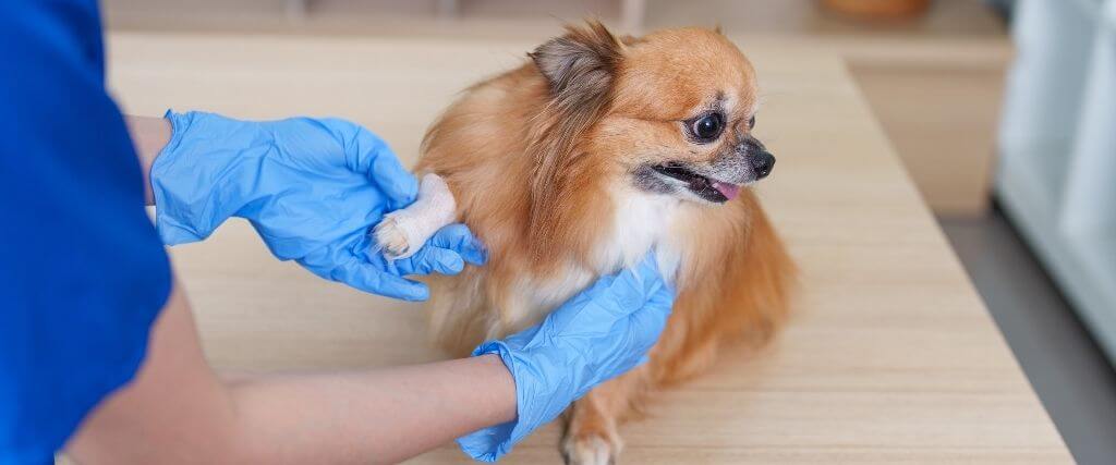 Small dog having it's foot injury bandaged at the vet's office