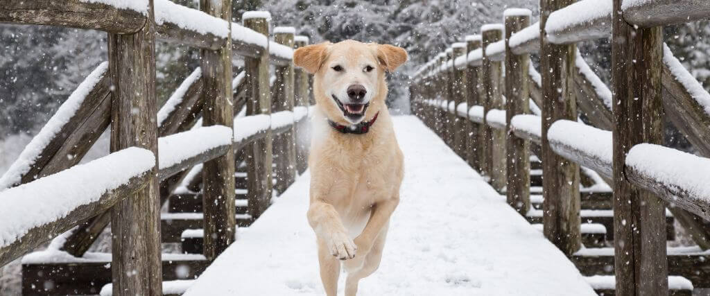 Dog running and playing outside in heavy snow on a bridge
